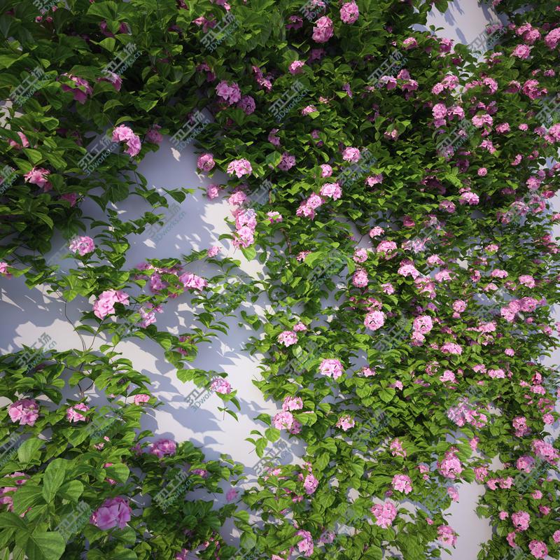 images/goods_img/2021040233/Generic Climbing Blooming Plants 2 3D/3.jpg